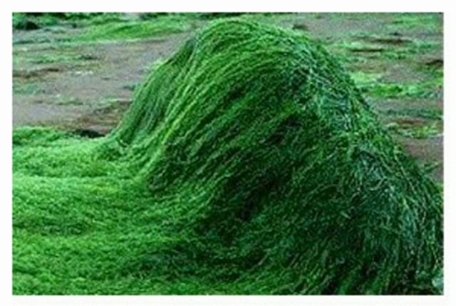 A spirulina alga